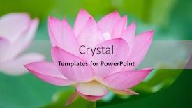  Presentation with lotus flower - Slide set consisting of blooming-lotus-flower background and a lavender colored foreground