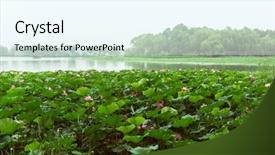  Presentation with lotus - Beautiful PPT theme featuring blooming lotus in china lake backdrop and a cool aqua colored foreground