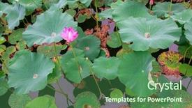  Presentation with lotus - Colorful theme enhanced with blooming lotus in china lake backdrop and a ocean colored foreground