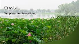  Presentation with purple lotus flowers blooming - PPT theme having blooming lotus in china lake background and a white colored foreground