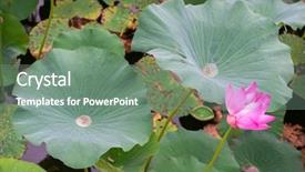  Presentation with purple lotus flowers blooming - Audience pleasing slides consisting of blooming lotus in china lake backdrop and a gray colored foreground