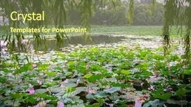  Presentation with purple lotus flowers blooming - Theme featuring blooming lotus in china lake background and a  colored foreground