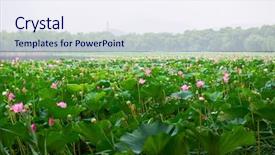  Presentation with lotus - Amazing theme having blooming lotus in china lake backdrop and a  colored foreground