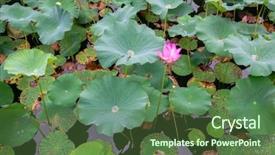  Presentation with purple lotus flowers blooming - Beautiful presentation theme featuring blooming lotus in china lake backdrop and a tawny brown colored foreground