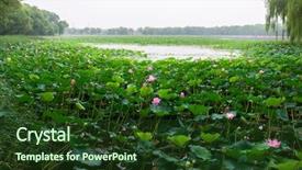  Presentation with purple lotus flowers blooming - Audience pleasing slides consisting of blooming lotus in china lake backdrop and a tawny brown colored foreground