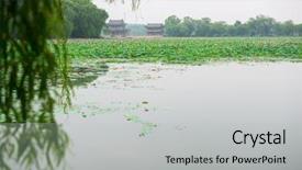  Presentation with purple lotus flowers blooming - Theme featuring blooming lotus in china lake background and a light gray colored foreground