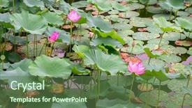  Presentation with purple lotus flowers blooming - Cool new PPT theme with blooming lotus in china lake backdrop and a tawny brown colored foreground
