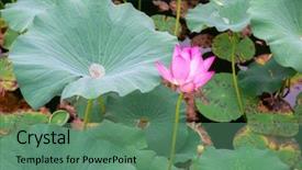  Presentation with lotus - Slides enhanced with blooming lotus in china lake background and a ocean colored foreground