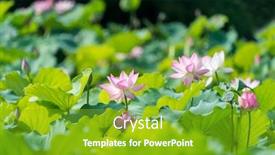  Presentation with lotus flower - Beautiful PPT theme featuring blooming-lotus-or-waterlilly-flower backdrop and a shamrock green colored foreground