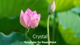  Presentation with blooming lotus flower of pink - Cool new PPT layouts with blooming-lotus-or-waterlilly-flower backdrop and a forest green colored foreground