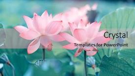  Presentation with lotus flower - Amazing PPT theme having blooming lotus or waterlilly flower backdrop and a lemonade colored foreground