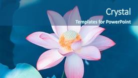  Presentation with blooming lotus flower of pink - Slide set with blooming lotus or waterlilly flower background and a ocean colored foreground