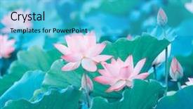  Presentation with lotus flower - Slides having blooming lotus or waterlilly flower background and a cyan colored foreground
