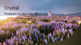  Presentation with nature village - Beautiful PPT theme featuring blooming lupine flowers near vikurkirkja backdrop and a teal colored foreground