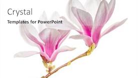  Presentation with magnolia - Presentation theme consisting of blooming-magnolia-branch-on-white background and a white colored foreground