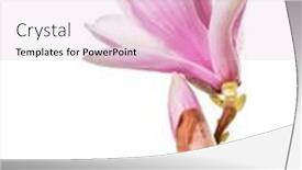  Presentation with magnolia - Slide deck having blooming-magnolia-branch-on-white background and a lemonade colored foreground