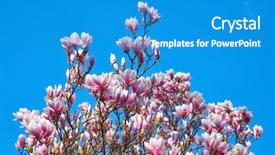  Presentation with magnolia - Slide set consisting of blooming magnolia tree flowers clear background and a teal colored foreground