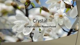  Presentation with magnolia - Amazing slide deck having blooming magnolia tree in spring garden backdrop and a light gray colored foreground