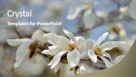  Presentation with magnolia - Audience pleasing slide deck consisting of blooming magnolia tree in spring backdrop and a gray colored foreground