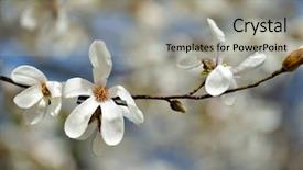  Presentation with magnolia - Slide deck consisting of blooming magnolia tree in spring garden background and a light gray colored foreground