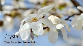  Presentation with magnolia - Colorful presentation theme enhanced with blooming magnolia tree in spring garden backdrop and a light blue colored foreground