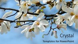  Presentation with magnolia - Colorful slide deck enhanced with blooming magnolia tree in spring garden backdrop and a light blue colored foreground