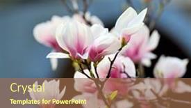  Presentation with magnolia - 
