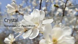  Presentation with spring tree - Theme having blooming magnolia tree spring flowers background and a  colored foreground