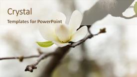  Presentation with spring tree - Slide deck featuring blooming magnolia tree spring flowers background and a  colored foreground