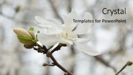  Presentation with spring tree - PPT layouts enhanced with blooming magnolia tree spring flowers background and a  colored foreground