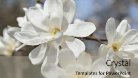  Presentation with magnolia - Slide deck with blooming magnolia tree spring flowers background and a  colored foreground