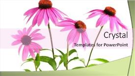  Presentation with echinacea - Beautiful theme featuring blooming medicinal herb echinacea purpurea backdrop and a lavender colored foreground