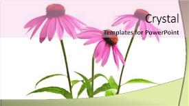  Presentation with echinacea - Amazing slide deck having blooming medicinal herb echinacea purpurea backdrop and a lemonade colored foreground