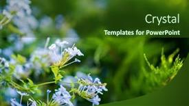  Presentation with blurred flowers - Presentation theme featuring blooming-mediterranean-blue-flowers-close background and a tawny brown colored foreground