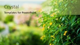  Presentation with blurred flowers - Presentation having blooming-mediterranean-yellow-flowers-close background and a yellow colored foreground