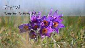  Presentation with montana - PPT layouts having blooming mountain pasqueflower pulsatilla montana in spring background and a light blue colored foreground