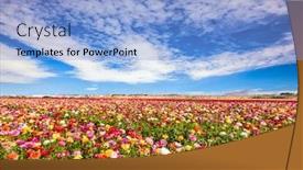  Presentation with botanical - Amazing theme having blooming-multi-colored-large-buttercups backdrop and a light blue colored foreground