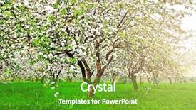  Presentation with nature sun trees - Slide set consisting of blooming of decorative white apple background and a tawny brown colored foreground
