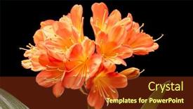  Presentation with christmas black - Audience pleasing PPT theme consisting of blooming-orange-amaryllis-flower-isolated backdrop and a tawny brown colored foreground