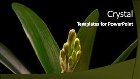  Presentation with christmas black - PPT theme having blooming-orange-amaryllis-flower-isolated background and a black colored foreground