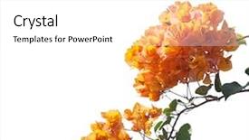  Presentation with bougainvillea - Colorful theme enhanced with blooming orange bougainvilleas isolated backdrop and a white colored foreground
