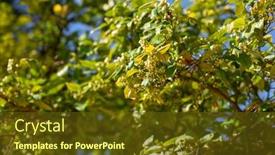  Presentation with citrus - PPT theme having blooming-orange-tree-flowering-tangerine background and a tawny brown colored foreground