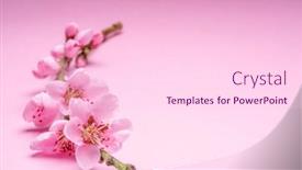  Presentation with branch - PPT theme consisting of blooming-peach-branch-on-pink background and a pink colored foreground