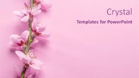  Presentation with branch - Presentation theme featuring blooming-peach-branch-on-pink background and a lemonade colored foreground