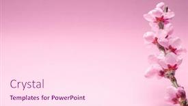  Presentation with branch - Cool new slide set with blooming-peach-branch-on-pink backdrop and a pink colored foreground