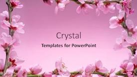  Presentation with frame pink - Slide deck with blooming-peach-branches-arranged background and a lemonade colored foreground