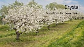  Presentation with orchard - Beautiful slide deck featuring blooming peach trees in a spring orchard backdrop and a mint green colored foreground