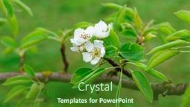  Presentation with pear - Theme featuring blooming-pear-in-garden-shot background and a forest green colored foreground