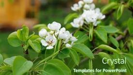  Presentation with pear - Cool new PPT theme with blooming-pear-in-garden-shot backdrop and a forest green colored foreground