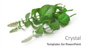  Presentation with peppermint - Audience pleasing presentation theme consisting of blooming-peppermint-isolated-on-white backdrop and a white colored foreground